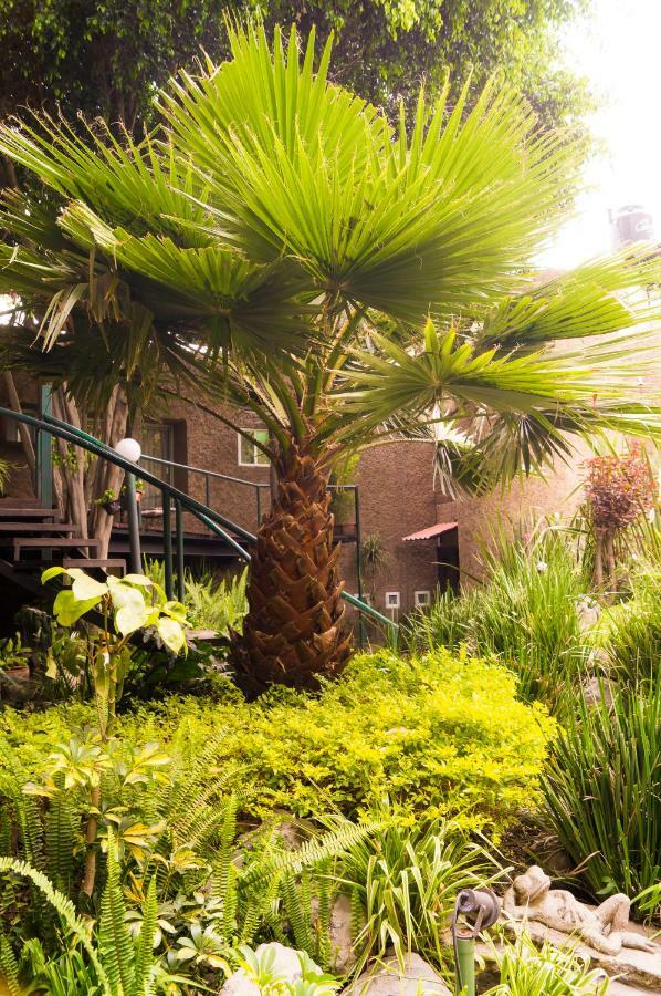 Suite 4A, Terraza, Garden House, Welcome To San Angel Mexico Extérieur photo